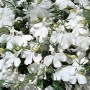 Лобелия Riviera White